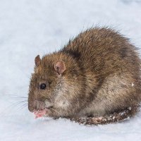 Ой! Ручки замёрзли. :: Nik Lovec