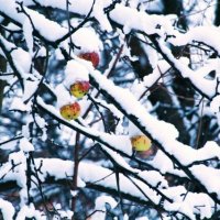 Что вас так держит в царстве холодных, продрогших ветвей? :: Сергей