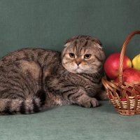 Кот в недоумении. Основа рациона кошки — это белковая пища... :: Светлана Ищенко