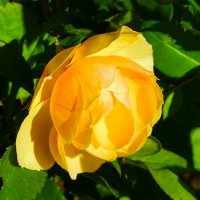 Зимой о цветах :: Милешкин Владимир Алексеевич 