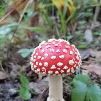 Мухомор :: Зоя Мишина