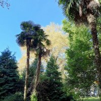 Адлер. Дендропарк "Южные культуры" :: Нина Бутко Адлер. Дендропарк "Южные культуры" :: Нина Бутко