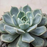 Граптoпеталум :: СЕРГЕЙ ФИЛОЧКИН