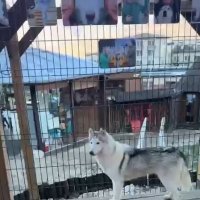 Хаски Хутор на Роза Хутор :: Ирэн Хаски Хутор на Роза Хутор :: Ирэн