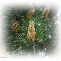 Молодо, зелено :: Ната57 Наталья Мамедова