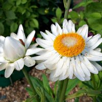 Гелихризум :: Ната57 Наталья Мамедова Гелихризум :: Ната57 Наталья Мамедова