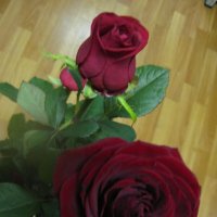 Розочки :: Дмитрий Никитин