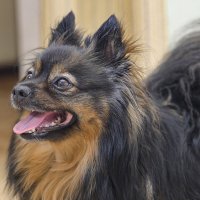 Добрый Чарлик :: Римма Волченко