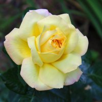 Солнечная красота :: Светлана Солнечная красота :: Светлана