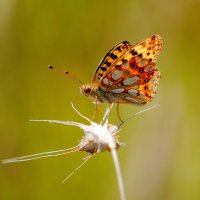 опять про бабочек...161 :: Александр Прокудин