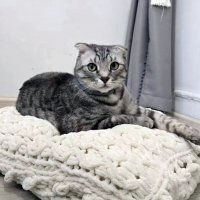 Хозяин на "перине" :: Ольга Довженко Хозяин на "перине" :: Ольга Довженко