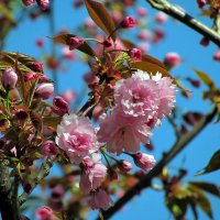 Детали природы :: Роман Савоцкий Детали природы :: Роман Савоцкий