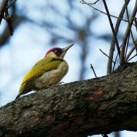 Зеленый дятел :: Alex Molodetsky