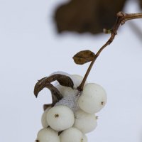 Белоягодник. :: Андрей + Ирина Степановы