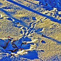 Январь...Сорочьи наброды! :: Владимир 