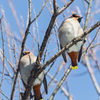 Свиристели :: Виктор Иванович Чернюк Свиристели :: Виктор Иванович Чернюк