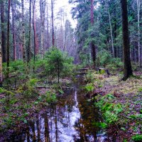 В диком лесу :: Георгий А