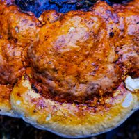 "Жаренная" еда.... :: Георгий А "Жаренная" еда.... :: Георгий А