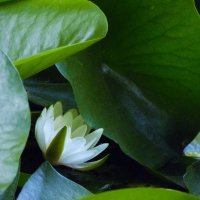 Белоснежная лилия :: Валентин Семчишин Белоснежная лилия :: Валентин Семчишин