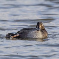 турпан. :: юрий макаров