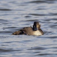 турпан. :: юрий макаров турпан. :: юрий макаров