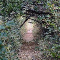 норка для Алисы :: Елена Шаламова норка для Алисы :: Елена Шаламова