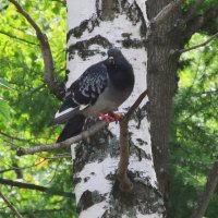 берёзовый голубь :: Елена Шаламова берёзовый голубь :: Елена Шаламова