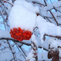 Сибирские зимние радости :: Татьяна Лютаева