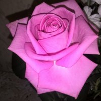 Розочка :: Елена Семигина Розочка :: Елена Семигина