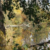 Ноябрьская зарисовка :: Рита Симонова Ноябрьская зарисовка :: Рита Симонова