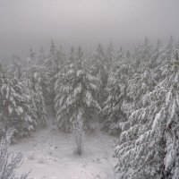 Магия тумана в том, что он ускользает, не задерживаясь, как все прекрасное :: Наталья Димова Магия тумана в том, что он ускользает, не задерживаясь, как все прекрасное :: Наталья Димова