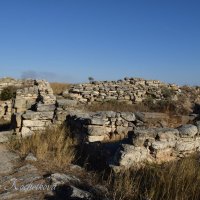 Природа Крыма :: Amazing Cosmea
