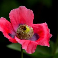 Доброе утро :: Юрий. Шмаков