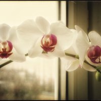 Диадема... :: Руслан 