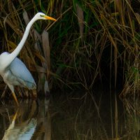 Грациозный охотник :: svabboy photo