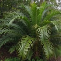 **** :: СЕРГЕЙ ФИЛОЧКИН