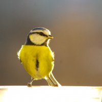 Самые маленькие синицы - лазоревки ! :: Юрий Куликов Самые маленькие синицы - лазоревки ! :: Юрий Куликов