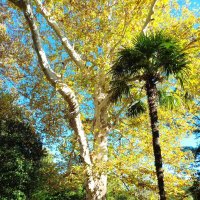 Адлер. Дендропарк "Южные культуры" :: Нина Бутко Адлер. Дендропарк "Южные культуры" :: Нина Бутко