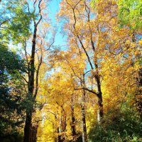 Адлер. Дендропарк "Южные культуры" :: Нина Бутко Адлер. Дендропарк "Южные культуры" :: Нина Бутко