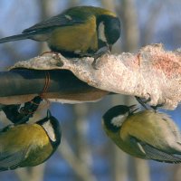 Синичкин пир. :: nadyasilyuk Вознюк