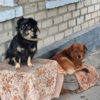 Жулька на посту :) :: Наталья Жулька на посту :) :: Наталья