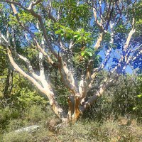 «Бесстыдница» :: Виктор Мухин «Бесстыдница» :: Виктор Мухин