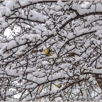 Снегопад... :: Aquarius - Сергей