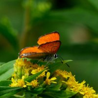 опять про бабочек...167 :: Александр Прокудин опять про бабочек...167 :: Александр Прокудин