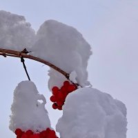 Калиновое безе! :: Михаил Свиденцов