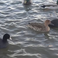 Лысухи и шилохвость :: Сапсан 