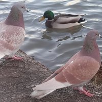 Птицы :: Сапсан 