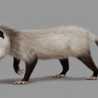 Опоссум :: Наталия Львова