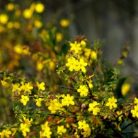 Декабрь :: Светлана Тихонина Декабрь :: Светлана Тихонина