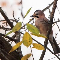 Сойка. :: Владимир Безбородов